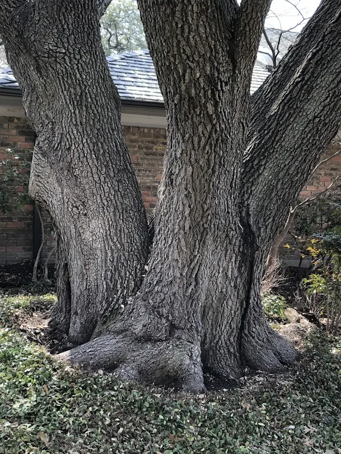 Mature heritage tree close to a Canfield property cared for by certified arborists