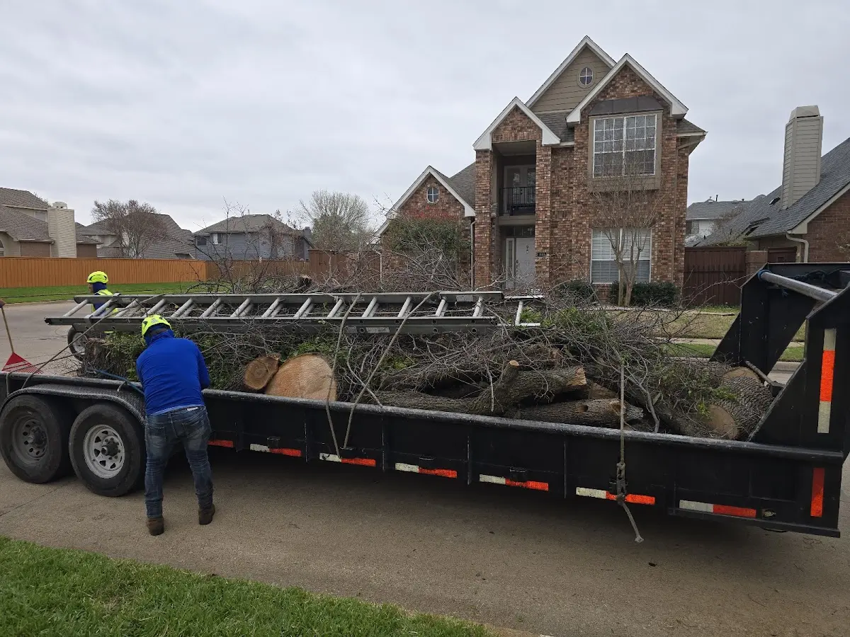 Expert Tree Removal with proper safety equipment in Canfield
